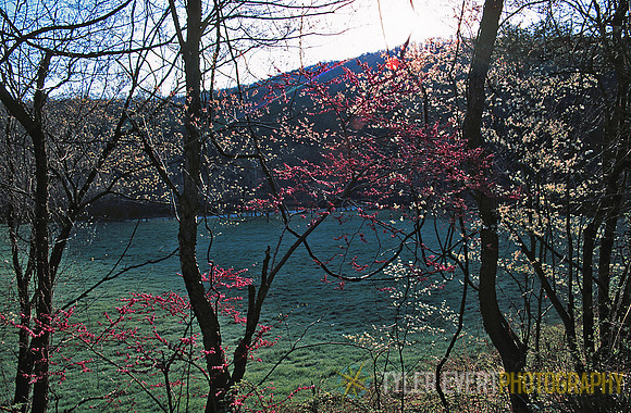 Redbud