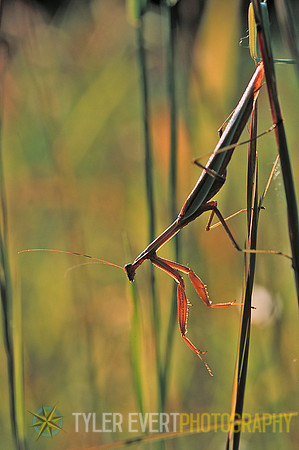 Mantis