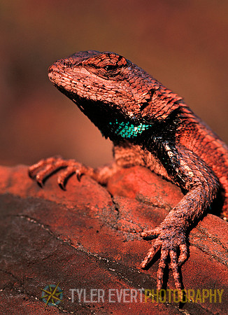Fence Lizard