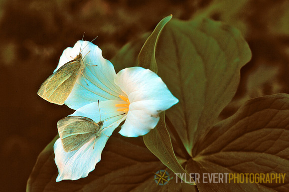 white sulfer  on Trilium