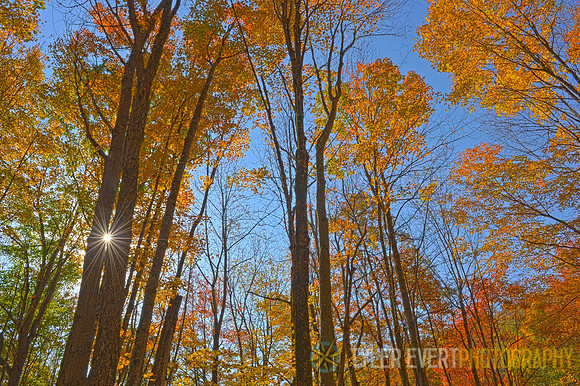 Briar Mountain