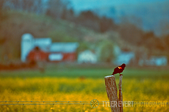 Red wing & barn