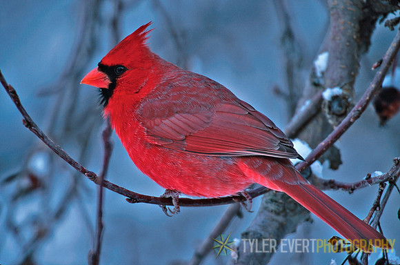 Winter Coat (State Bird)