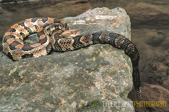 Timber Rattler