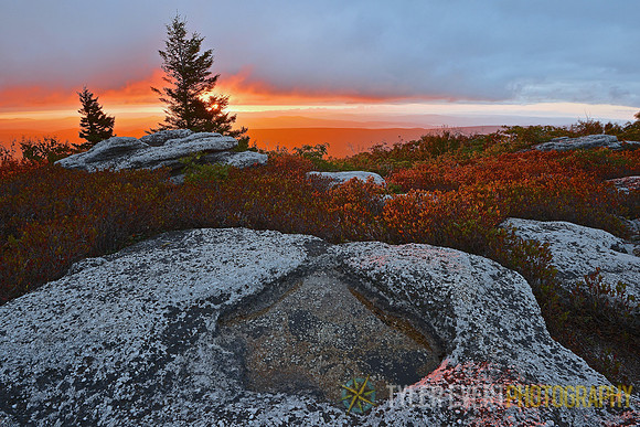 Dolly Sods