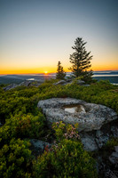 Dolly Sods