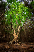 Dolly Sods