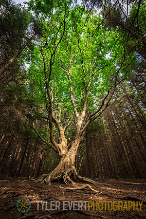 Dolly Sods