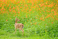 Flower Fawn