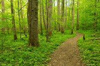 Glade Creek Trail