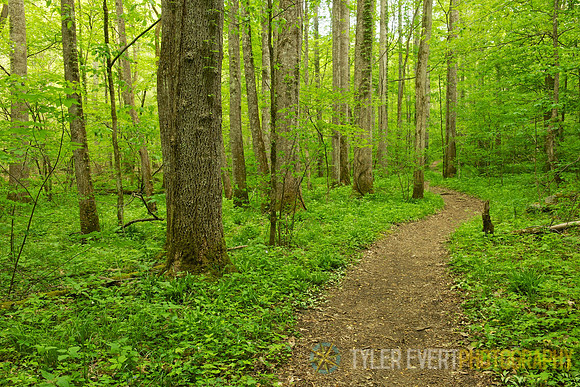 Glade Creek Trail