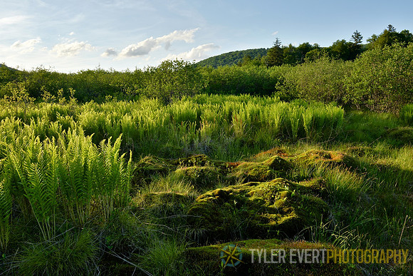 Cranberry Backcountry