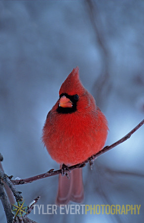 The Cardinal (State bird)