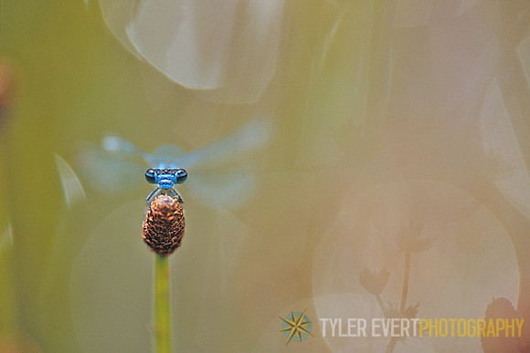 Damselfly_1