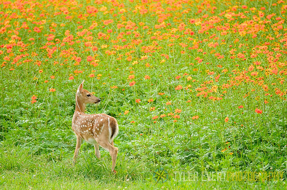 Fawn on byway