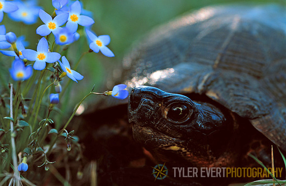 wood turtle