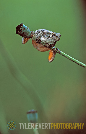 Grey Tree Frog