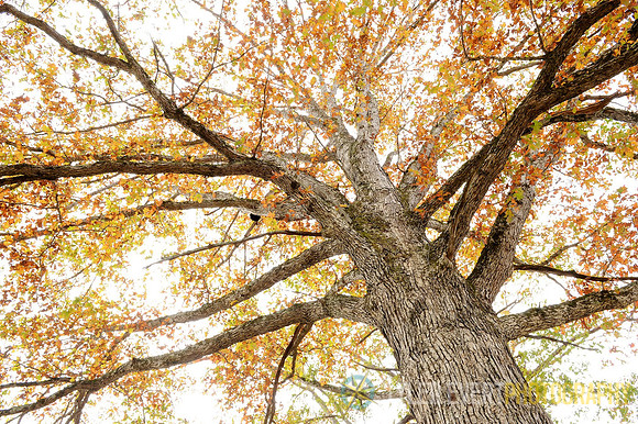 White Oak