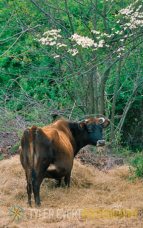 cow