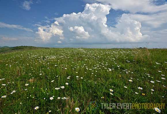Reclaimed Lands