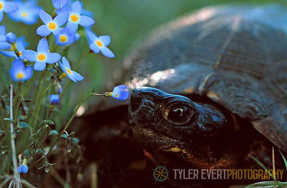 Wood Turtle (Endangered Species)