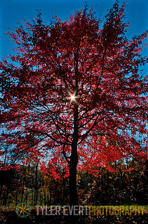 Sweet Gum
