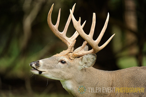 The Rut