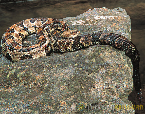 Timber Rattler (State Reptile)