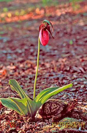 box turtle n lady slipper