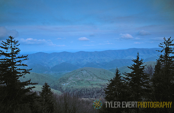 Spruce in Blue