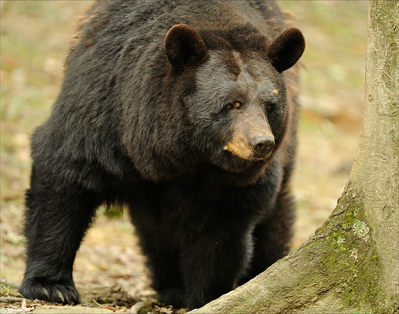 Black Bear (State Animal)