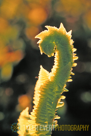 Fern