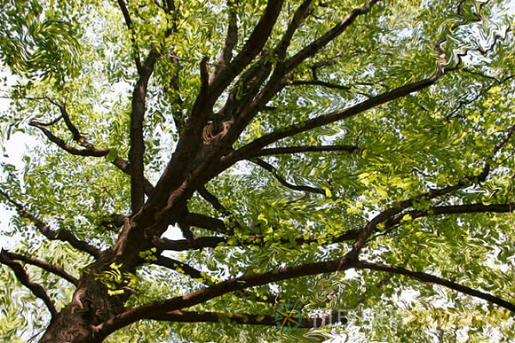 Poplar Tree, Slanesville WV