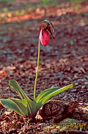 Box Turtle and Lady Slipper
