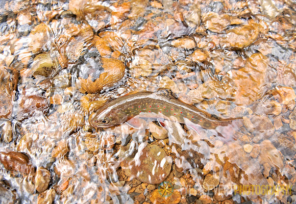 Brookie (State Fish)