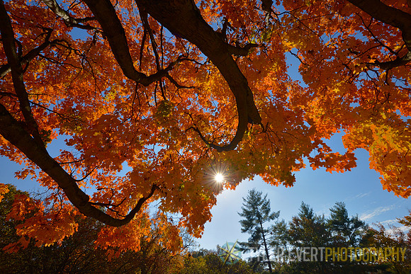 Sugar Maple (State Tree)