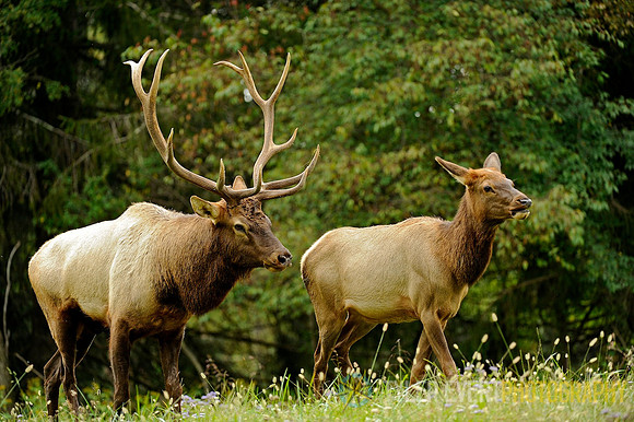 Elk in Meadow