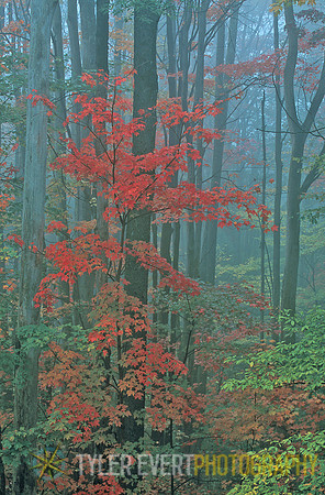 Canaan Fog