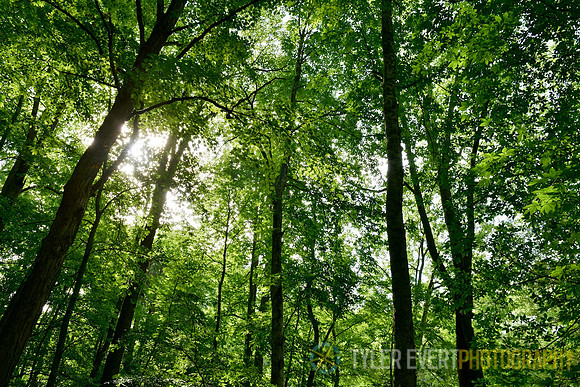 Forrest Canopy