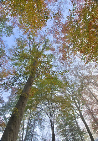 Autumn Morning
