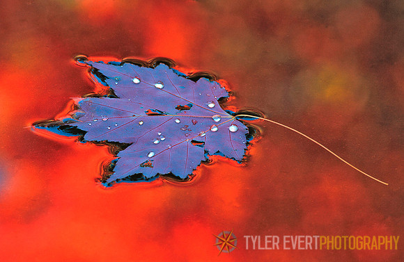 Purple Maple Leaf on farm pond, Hampshire County.