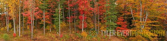 Tamarack