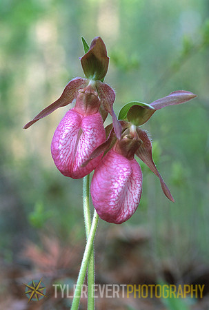 Lady Slippers