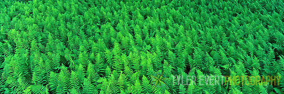 Fertile Expanse