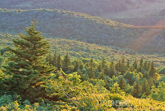Spruce Tree