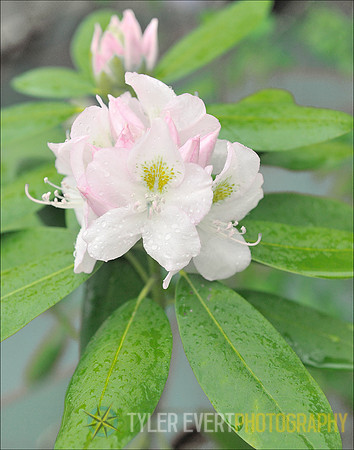 Rhododendron maximum (State Flower)