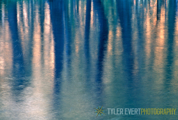 River Tree