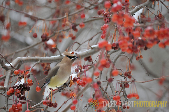 Cedar Waxwing