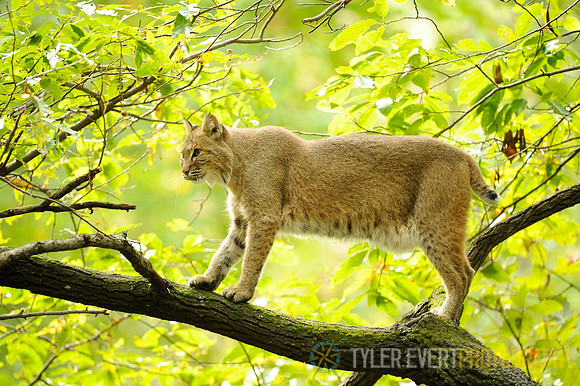 Out on a limb