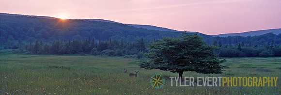 Down in the Meadow